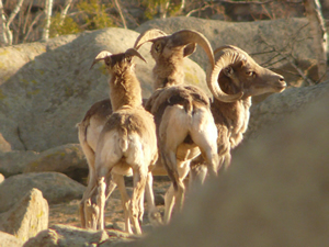 Argali